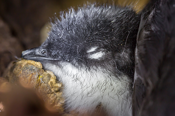 Close up of a murrelet chick's head.