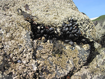 Mussels and barnacles on rip rap rocks at a Mussel Watch site.