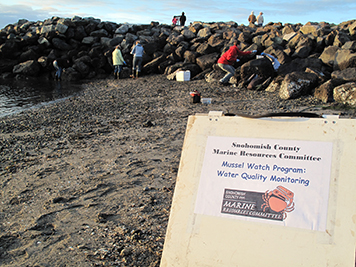 Volunteers sample mussels at a Mussel Watch beach site near Edmonds, Wash.