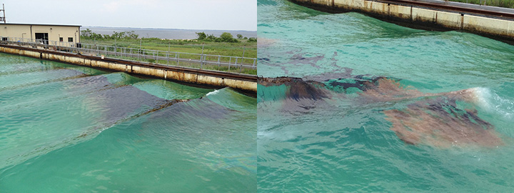 Freshly spilled crude oil in the Ohmsett saltwater test tank starts turning brown after dispersants were applied.