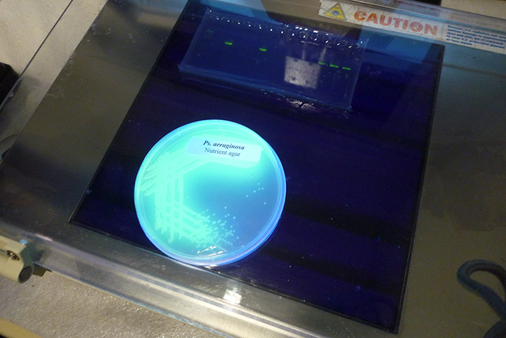 This bacteria, fluorescing under ultraviolet light in a petri dish, is Pseudomonas aeruginosa. It has been used during oil spills to break down the components of oil. (Credit: Wikimedia user Sun14916/Creative Commons Attribution-ShareAlike 3.0 Unported license) Oil-eating microbes fluorescing in a petri dish.