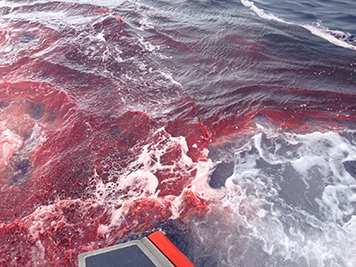 Marine diesel fuel dyed red and spilled on the ocean surface.