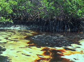 Photo: Oil stranded in and around mangrove islets.