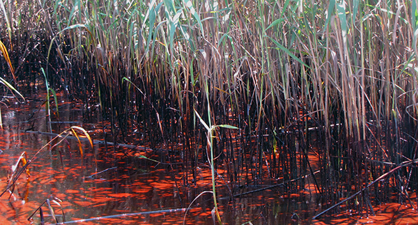 Emulsified oil from the 2010 Deepwater Horizon/BP spill pooled on marsh vegetation.