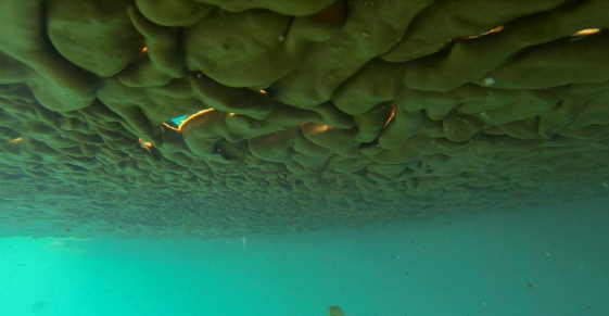 An underwater oil shot.