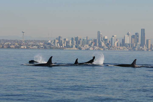 A group of orcas with a city skyline in the background.