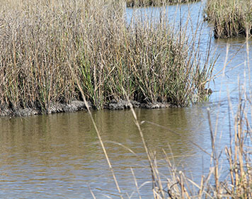 Established estuarine marsh in the Old River South marsh complex. Note the elevated mounds of mud beneath the marsh grass.
