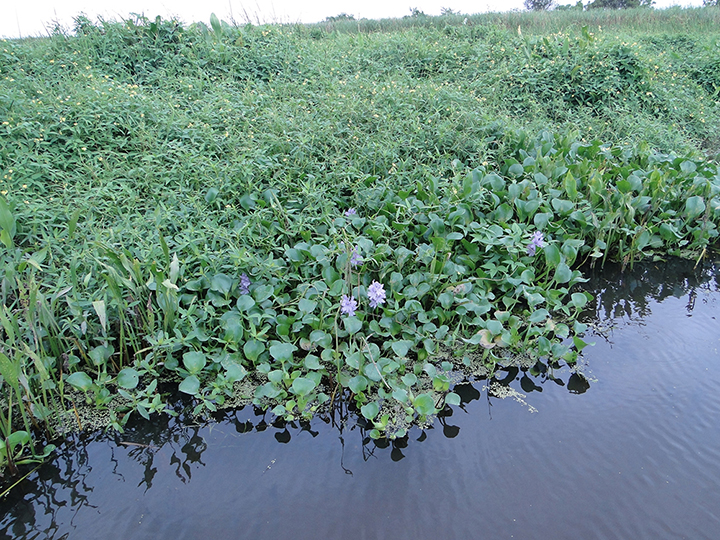 Healthy lush marsh vegetation at water's edge.