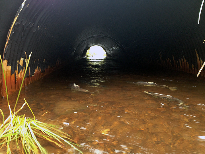 Salmon swimming through a culvert.