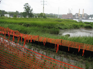 Saltmarsh restoration at the Applied Environmental Sciences site.