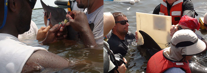 Left, scientists taking a blood sample from one dolphin in the water and right, a team of researchers in the water photographs a dolphin’s dorsal fin against a white square.