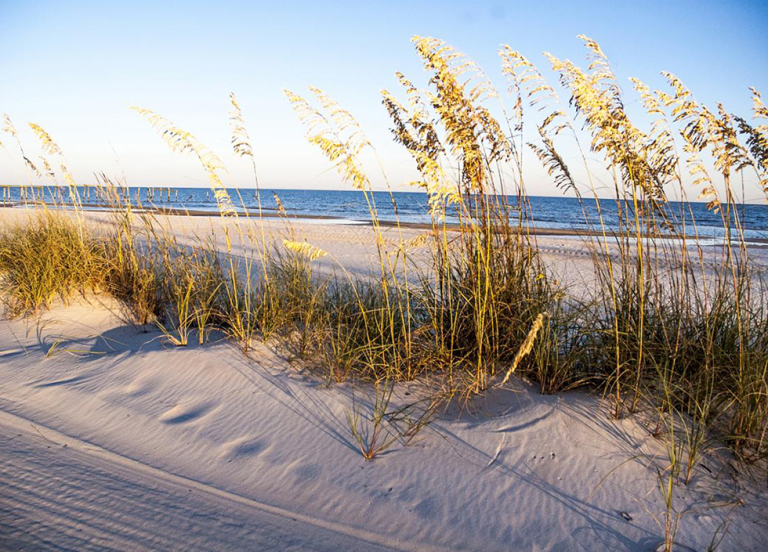 A view of tall grass on a sandy beach with ocean in the background. 