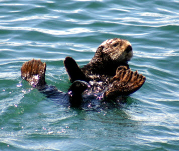 Photo: Sea otter floating on sea surface.