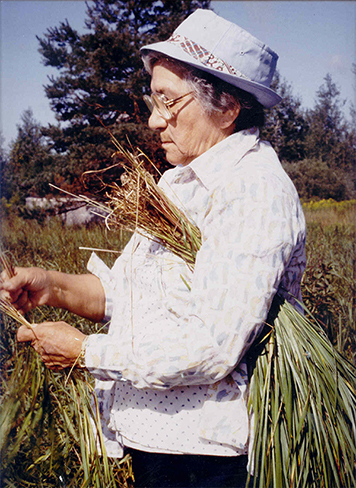 Mohawk tribal elder with reeds for basketmaking.