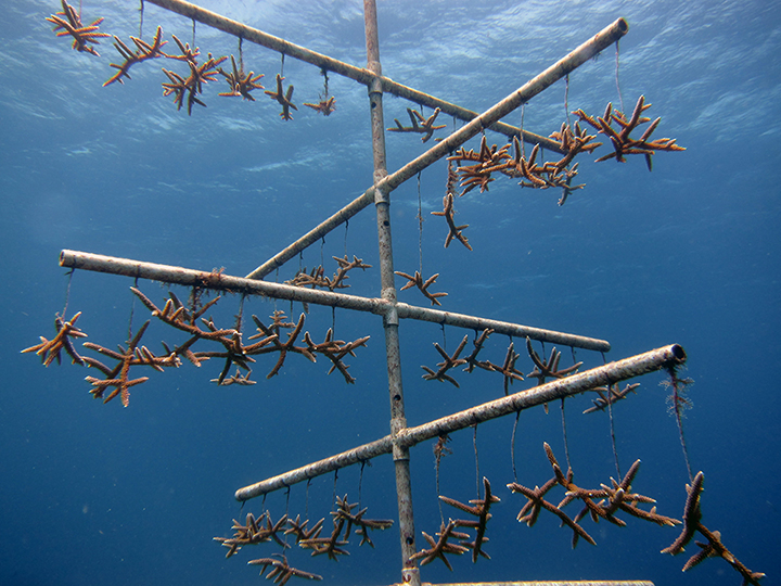 Staghorn coral fragments hanging on an underwater tree structure of PVC pipes.