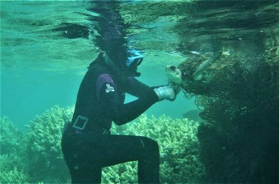 A diver removing a sea turtle from a marine net.