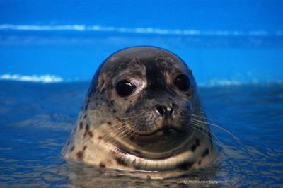 Harbor seal. Image credit: Alaska SeaLife Center.