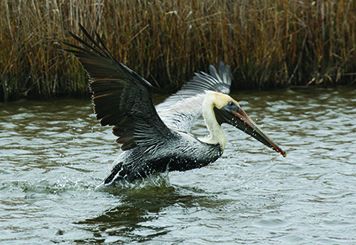 Oiled bird in coastal habitat.