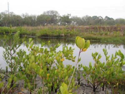 Pond surrounded by vegetation.