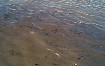 Dark oil swirling in river.