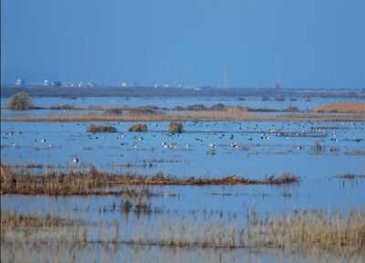 Vibrant marsh with lots of ducks and trucks on the highway in the background.