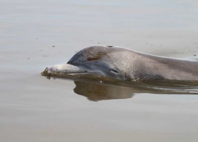 Dolphin with oil on skin.