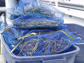 Mesh bags holding flowering eelgrass plants.