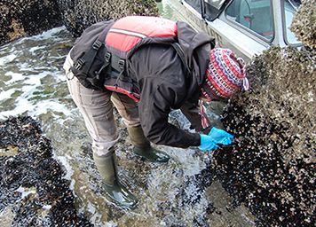  Volunteer scrapes mussels off rocks at Hat Island.