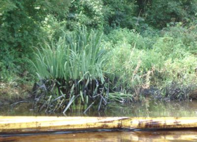 Oiled river vegetation with containment boom.