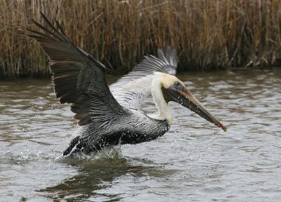 Pelican escaping oiled waters after the tank ship Eagle Otome spill.