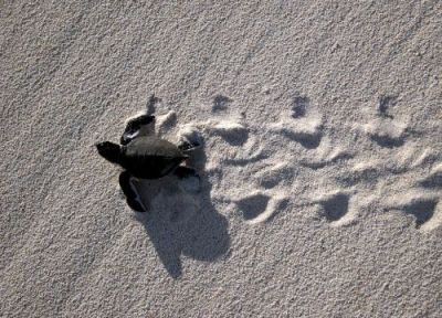 Green sea turtle hatchling making tracks in the sand.