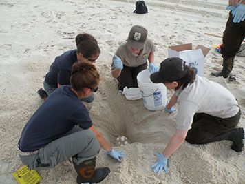 Scientists examining a sea turtle nest on a sandy beach.