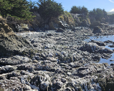 Raw cotton from lost shipping containers coats portions of the central California coastline.