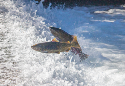 Chinook salmon jumping out of water.