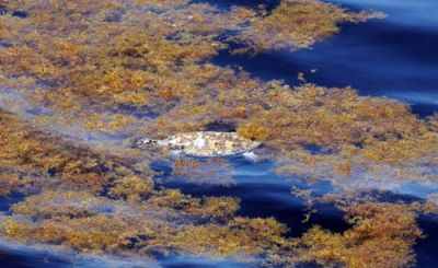 Sea turtle floating among seaweed.