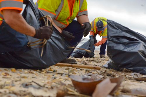 Cleanup workers on a beach.