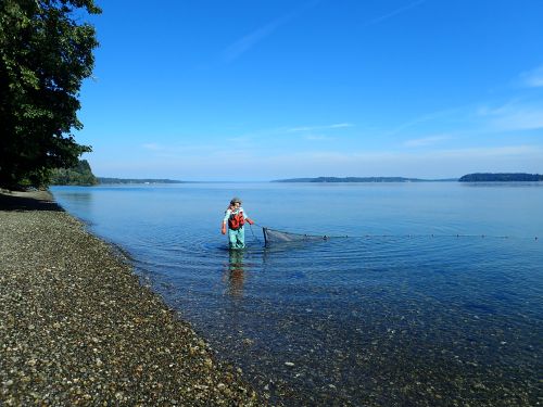 A person pulling fish netting in water.