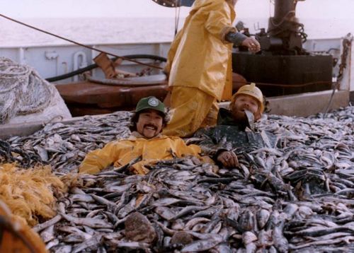 Three men in a pile of fish on a vessel.