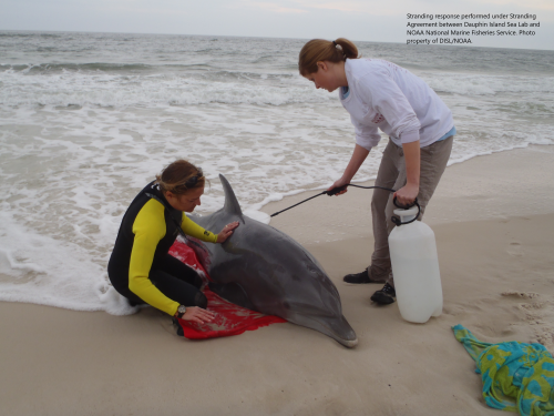 Two people caring for a dolphin laying on the sand a water's edge.