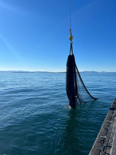 A net being pulled out of the water.