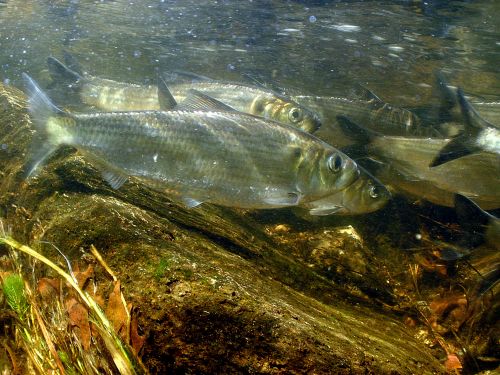 Fish underwater.