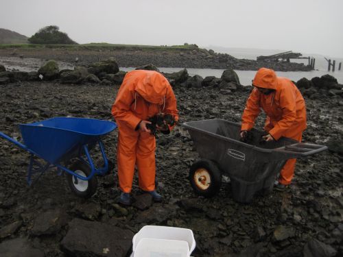 Two people examining the shoreline. 