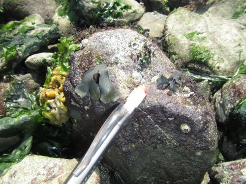 A close-up shot of fucus samples. 