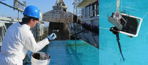 Person brushing oil onto a sample of baleen then immersing in water.