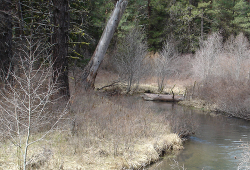 View of a creek with vegetation on both sides. 