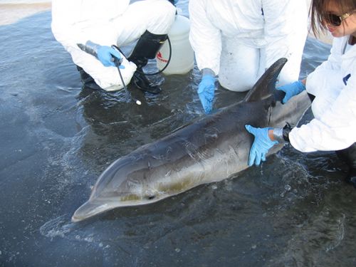 People in white coats working with a dolphin.