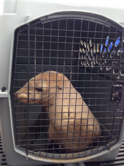 Sea lion sitting in a crate