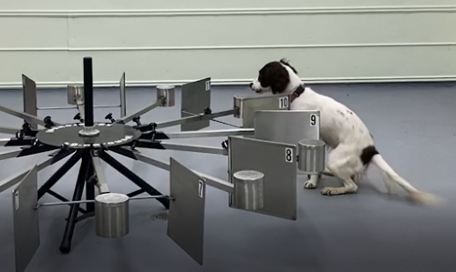 Dog using a tool to detect an oil sample.