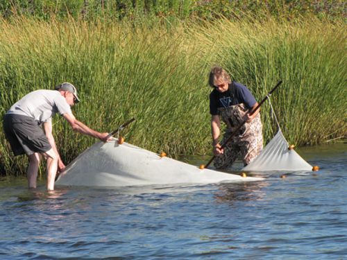 Two people in water with a seine net.