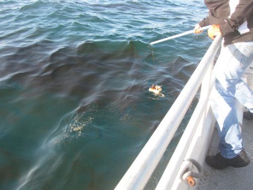 Oil slick as seen from a boat.